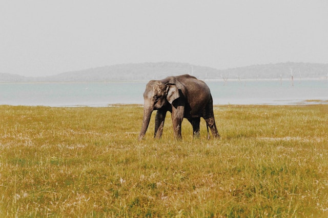 Grey elephant in the middle of a field during daytime in a Sri Lankan national park. Photo by photographer via Unsplash (https://unsplash.com/photos/grey-elephant-in-middle-of-field-during-daytime-ZDBA3GnBzGQ)