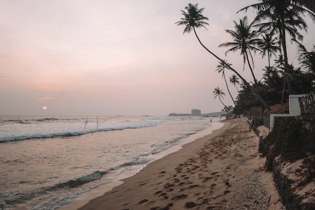 A beach with palm trees and the ocean in southern Sri Lanka. Photo by photographer via Unsplash (https://unsplash.com/photos/a-beach-with-palm-trees-and-the-ocean-rk0DDR_e4ks)