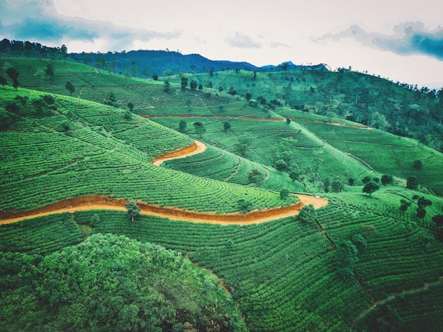 Aerial photography of green tea fields during daytime in Sri Lanka's hill country. Photo by photographer via Unsplash (https://unsplash.com/photos/aerial-photography-of-green-fields-during-daytime-i9eaAR4dWi8)